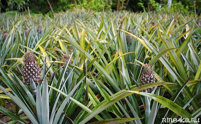 Тайский ананас