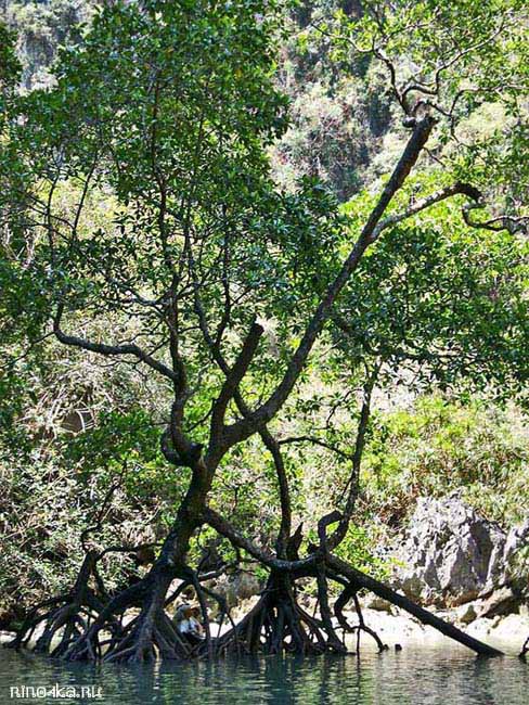 морской парк Пхукет