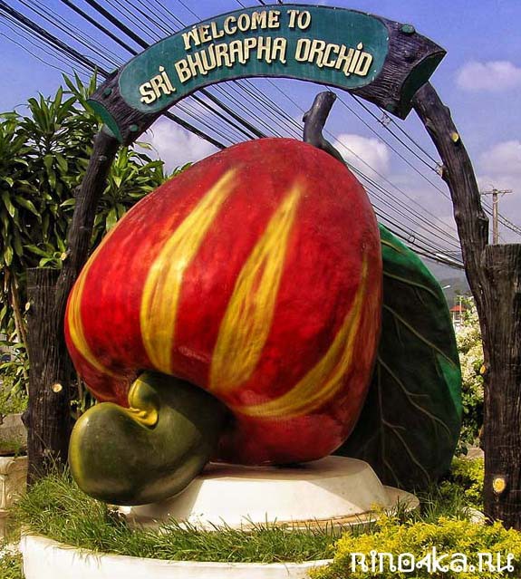 Орехи кешью в Тайланде