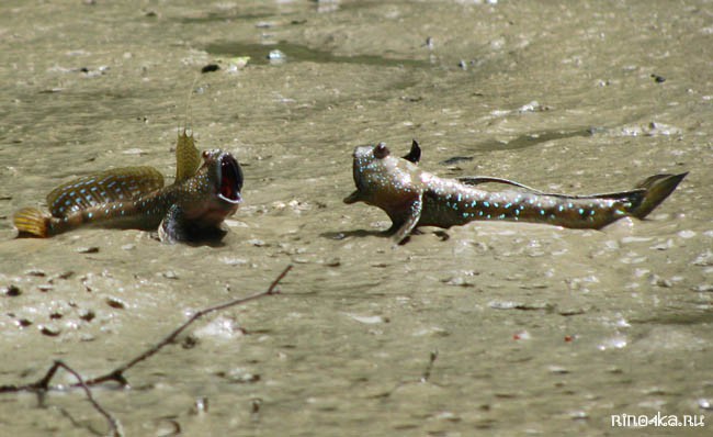 Пхукет экскурсии