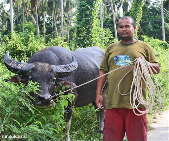 Тайский английский язык, тайский язык, английский язык в Тайланде, можно ли поехать в тайланд, отдых в Тайланде, туры в Тайланд