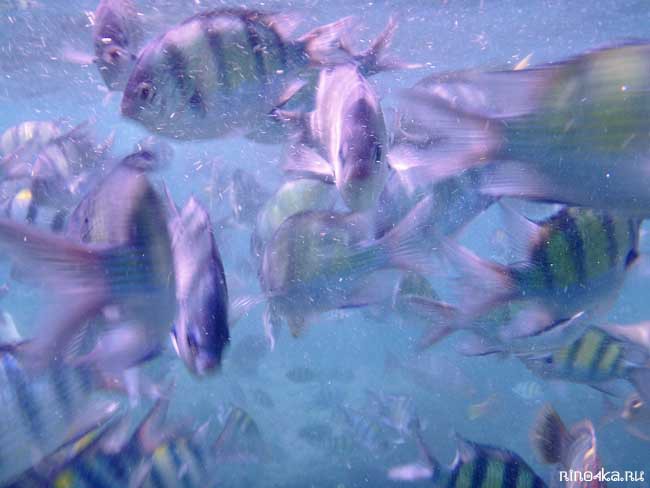 погружение под воду Пхукет