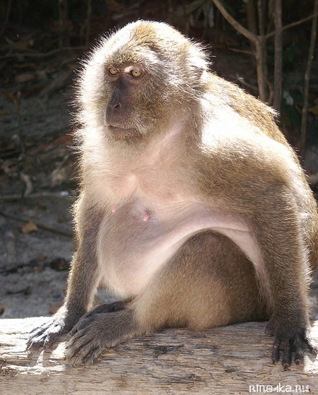 сколько чаевые в Тайланде