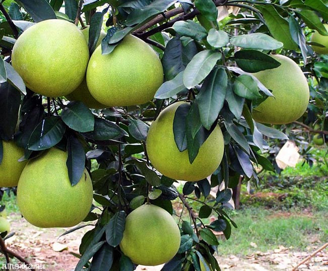 необычные тайские фрукты