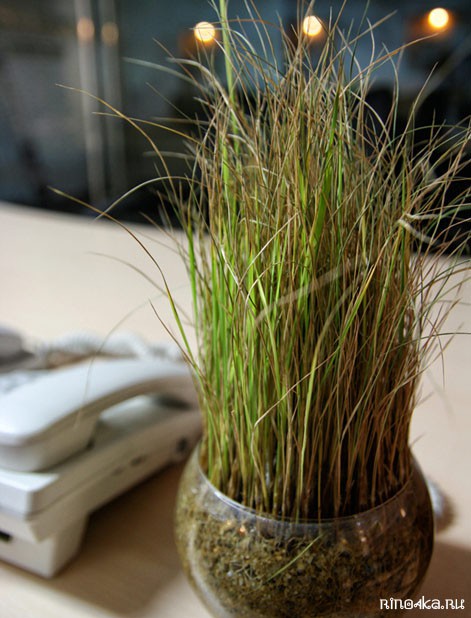 работа на пхукете