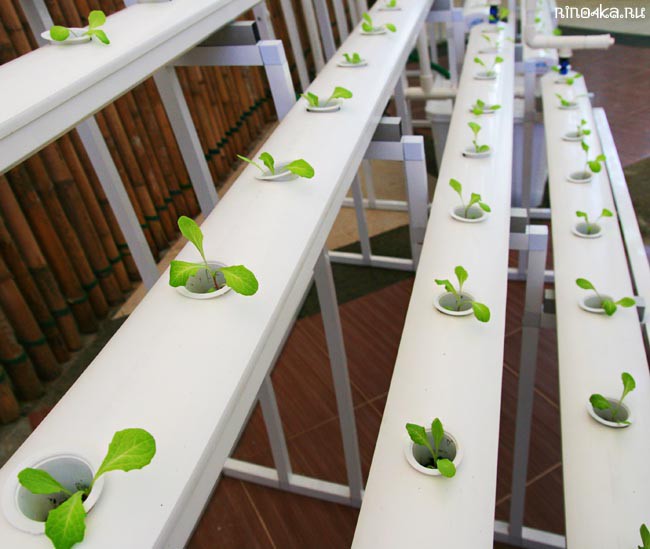 Ботанический сад на Пхукете, пхукетский парк орхидей, красивые места на Пхукете, куда пойти с детьми