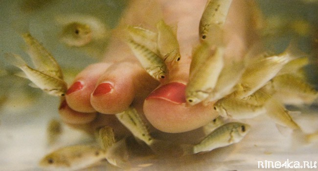 массаж рыбками