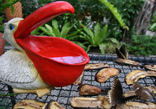 Ботанический сад на Пхукете, пхукетский парк орхидей, красивые места на Пхукете, куда пойти с детьми