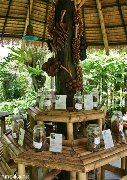 Ботанический сад на Пхукете, пхукетский парк орхидей, красивые места на Пхукете, куда пойти с детьми