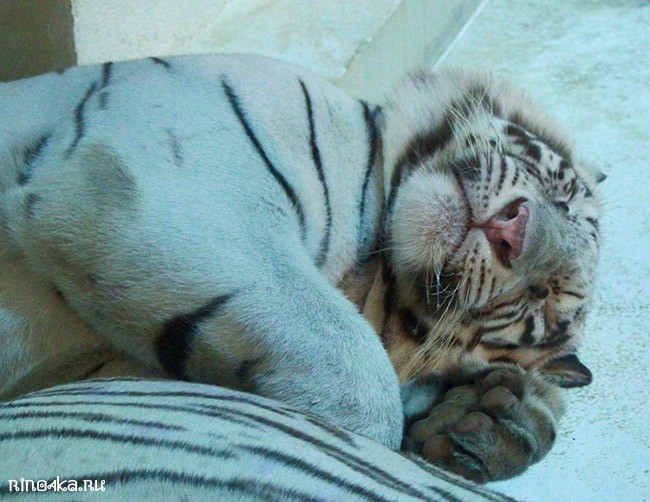 вечернее шоу