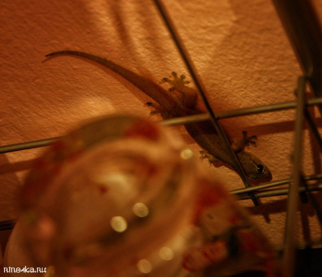 работа на пхукете