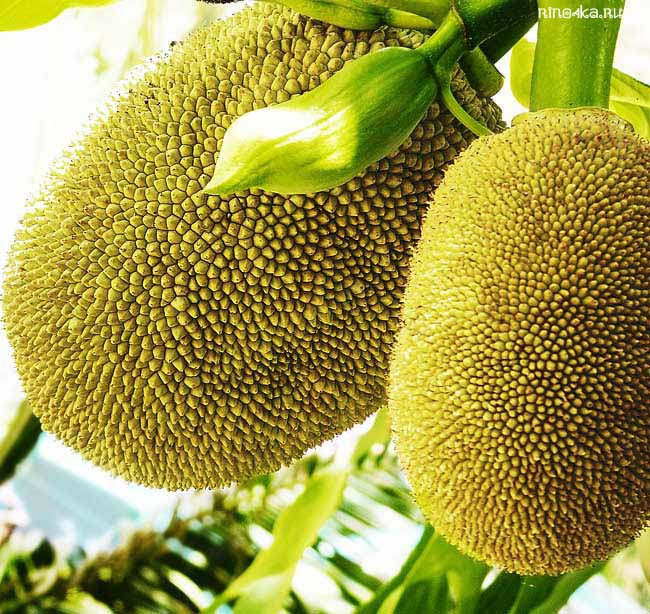 эзотические фрукты из тайланда