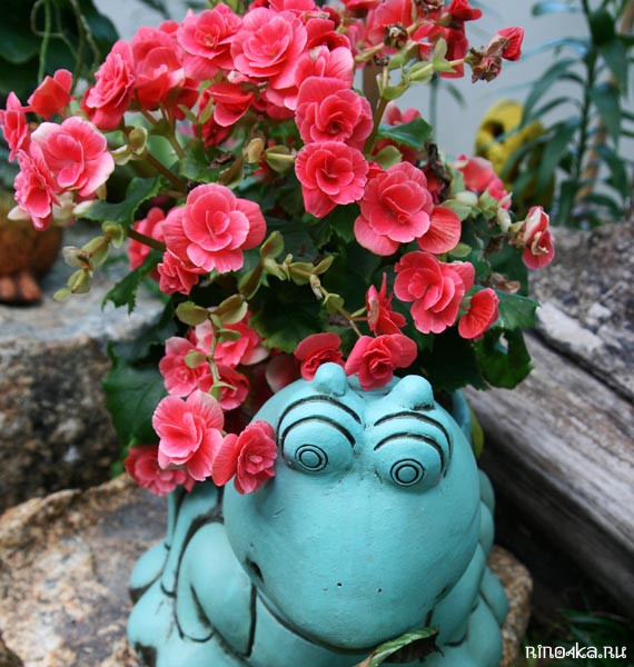 Ботанический сад на Пхукете, пхукетский парк орхидей, красивые места на Пхукете, куда пойти с детьми