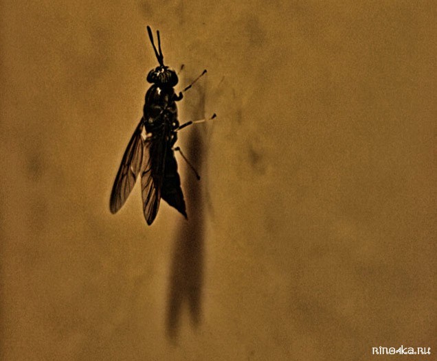 работа на пхукете